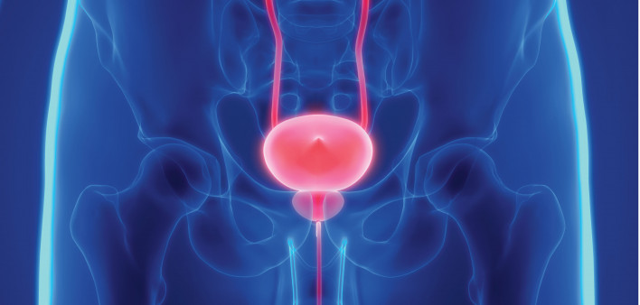 prostate bladder illustration