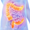 Large intestine