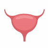 bladder illustration