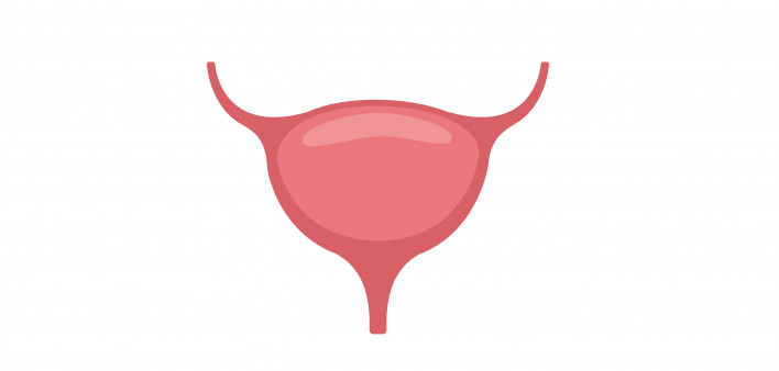 bladder illustration