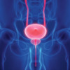 prostate bladder illustration