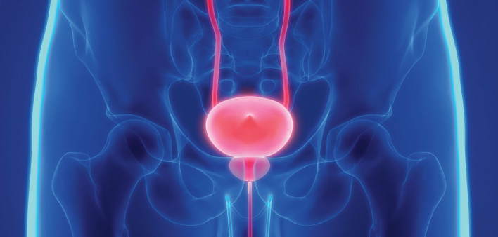 prostate bladder illustration