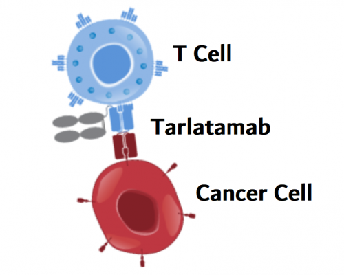 Tarlatamab for Previously Treated Small Cell Lung Cancer