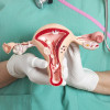 Female reproductive system