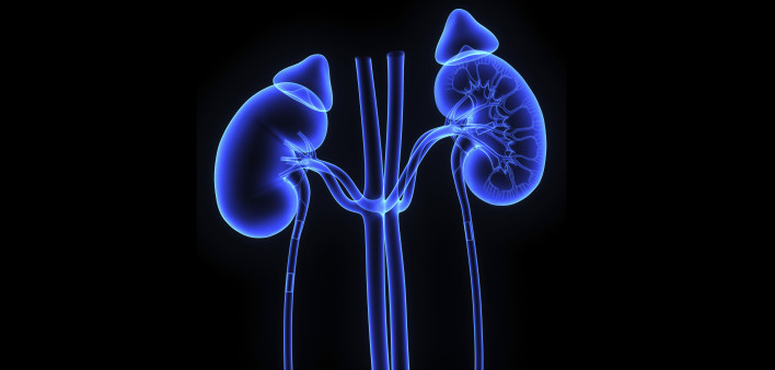 kidneys