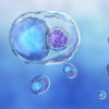 Detailed Chlamydia Cell