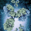 Antibodies