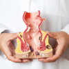 doctor holding model of colon and rectum