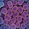 Scanning electron micrograph of Neisseria gonorrhoeae bacteria, which causes gonorrhea. Captured by the Research Technologies Branch at the NIAID Rocky Mountain Laboratories in Hamilton, Montana