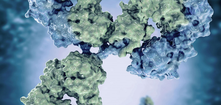 Antibodies