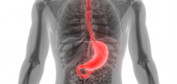 esophagus, throat, stomach, gastric, digestive tract