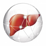 liver, liver cancer