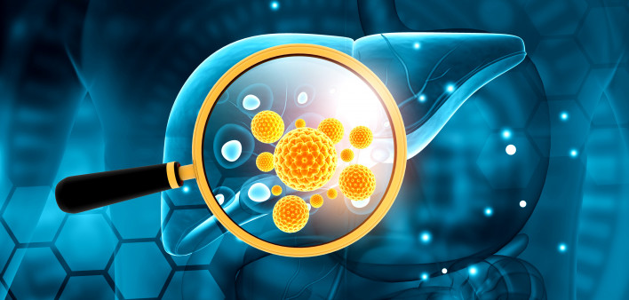 liver, virus, hepatitis B, hepatitis C Human liver