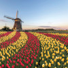 Holland Tulips and Windmill