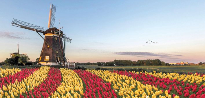 Holland Tulips and Windmill