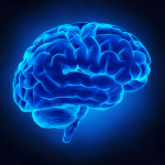 brain