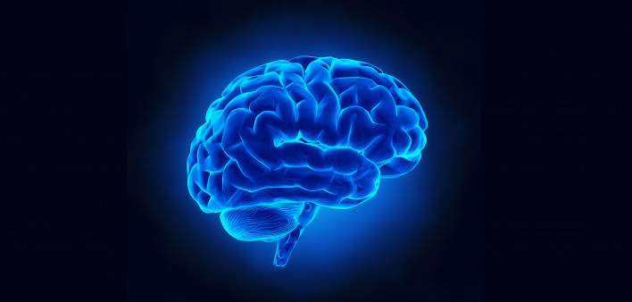brain