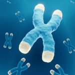 Chromosomes with highlighted telomeres