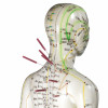 Female acupuncture model with needles in the shoulder