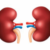 illustration of kidneys