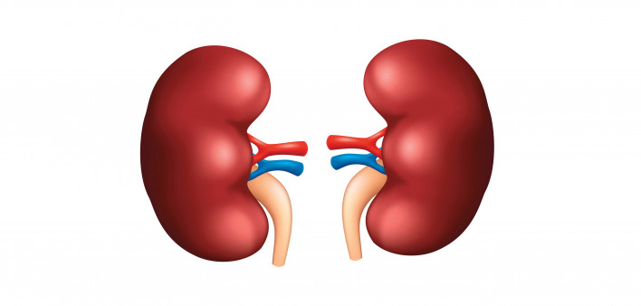 illustration of kidneys