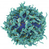 T-Cell immune cell