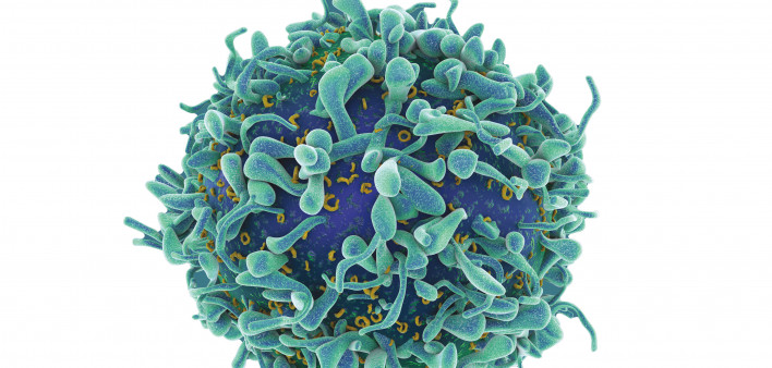 T-Cell immune cell