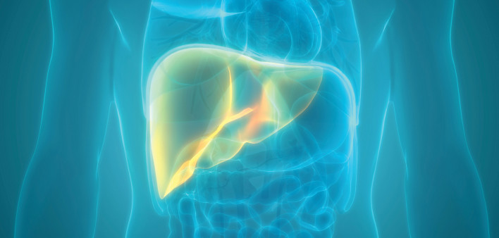 illustration liver