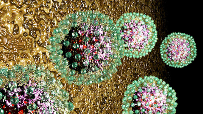 hepatitis B, HBV