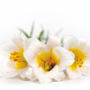 Beautiful white lily flower closeup