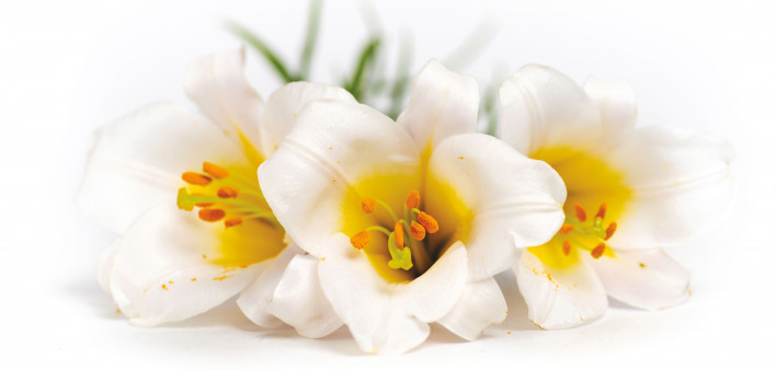 Beautiful white lily flower closeup