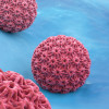 HPV