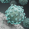 HIV Virus