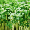 Close-up of microgreen broccoli