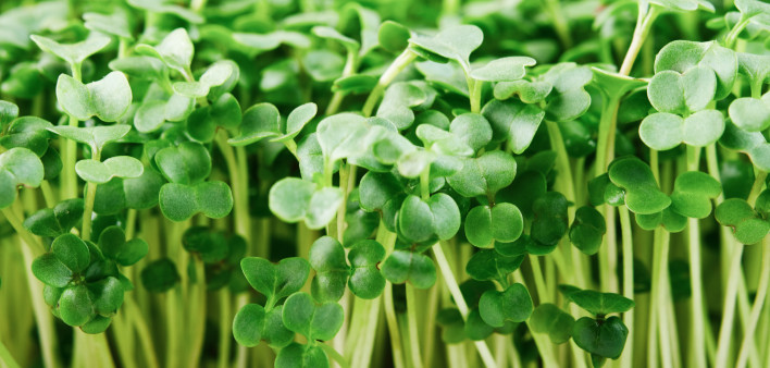 Close-up of microgreen broccoli