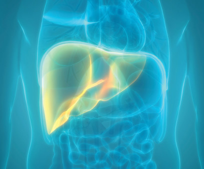 illustration liver