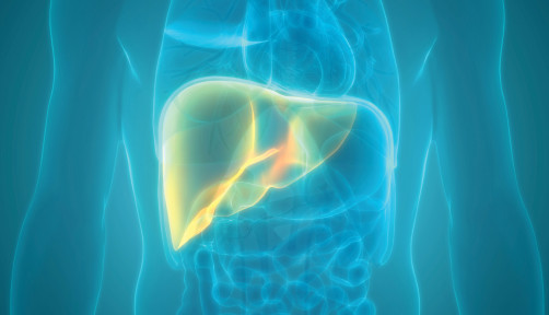 illustration liver