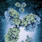 Antibodies
