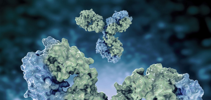 Antibodies