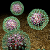 Hepatitis B virus