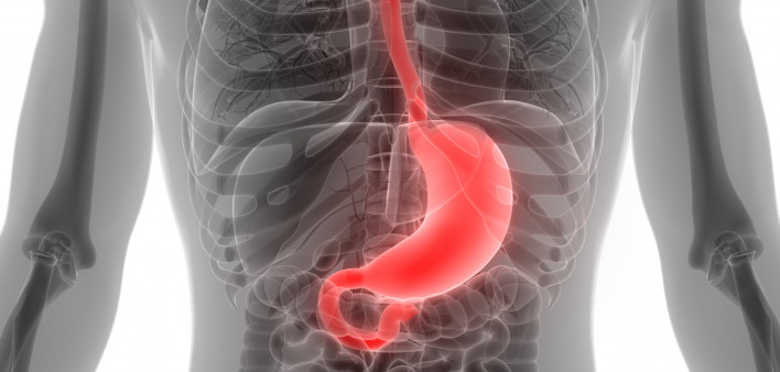 esophagus, throat, stomach, gastric, digestive tract