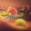 Cancer cells and lymphocytes