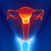 Female reproductive system