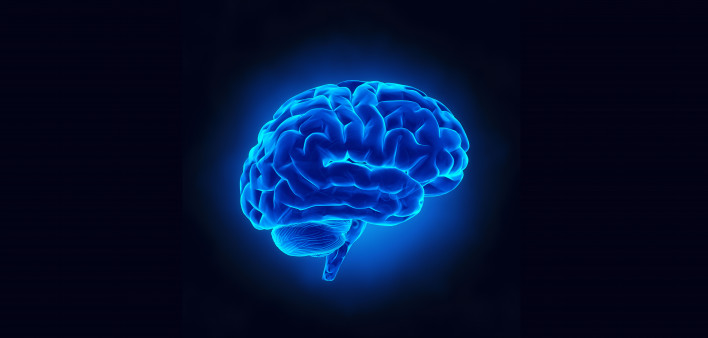 brain