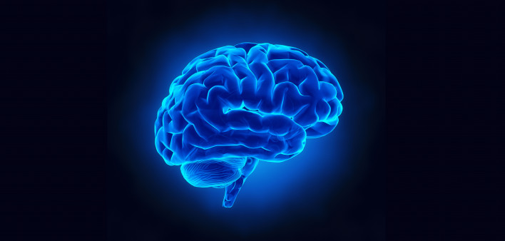 brain