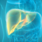 illustration liver