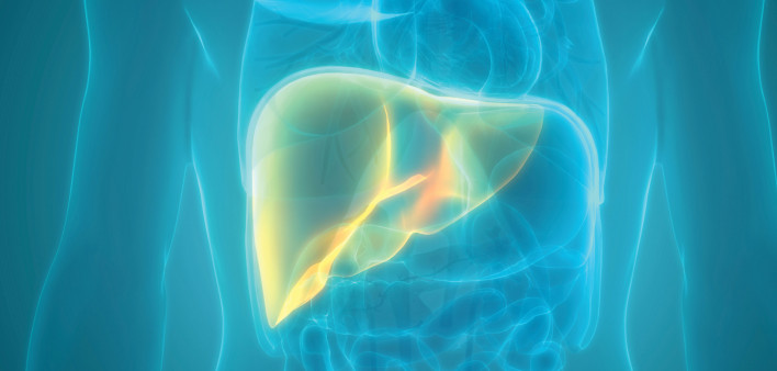 illustration liver