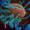 Scanning electron microscope image of the new coronavirus, SARS-CoV-2 (blue), emerging from the surface of cells cultured in the lab.