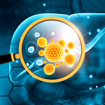 liver, virus, hepatitis B, hepatitis C Human liver
