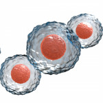 Stem cells on white bg